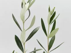 Olive Tree - Olea Europaea Koroneiki -Plants in a Box Sales Shop OleaEuropaea detail f5142b68 309f 433d 8b57 63cd86ffcefe