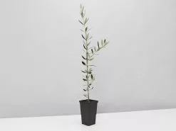 Olea Europaea Frantoio 'Olive Tree' -Plants in a Box Sales Shop OleaEuropaea single 24a28d81 e13c 4329 9cd3 c07d752a0b94