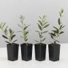 Olive Tree - Olea Europaea Bambalina