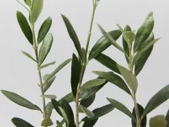 Olive Tree - Olea Europaea Koroneiki -Plants in a Box Sales Shop OleaManzanillo detail 9e8c51c6 d2a3 4d66 81bc 4794f634f90b