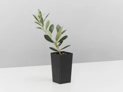 Olive Tree - Olea Europaea Arberquina 11 Olive Tree - Olea Europaea Arberquina -Plants in a Box Sales Shop OleaManzanillo single 426500c8 a3e7 4191 ab84 95a5b0e46425