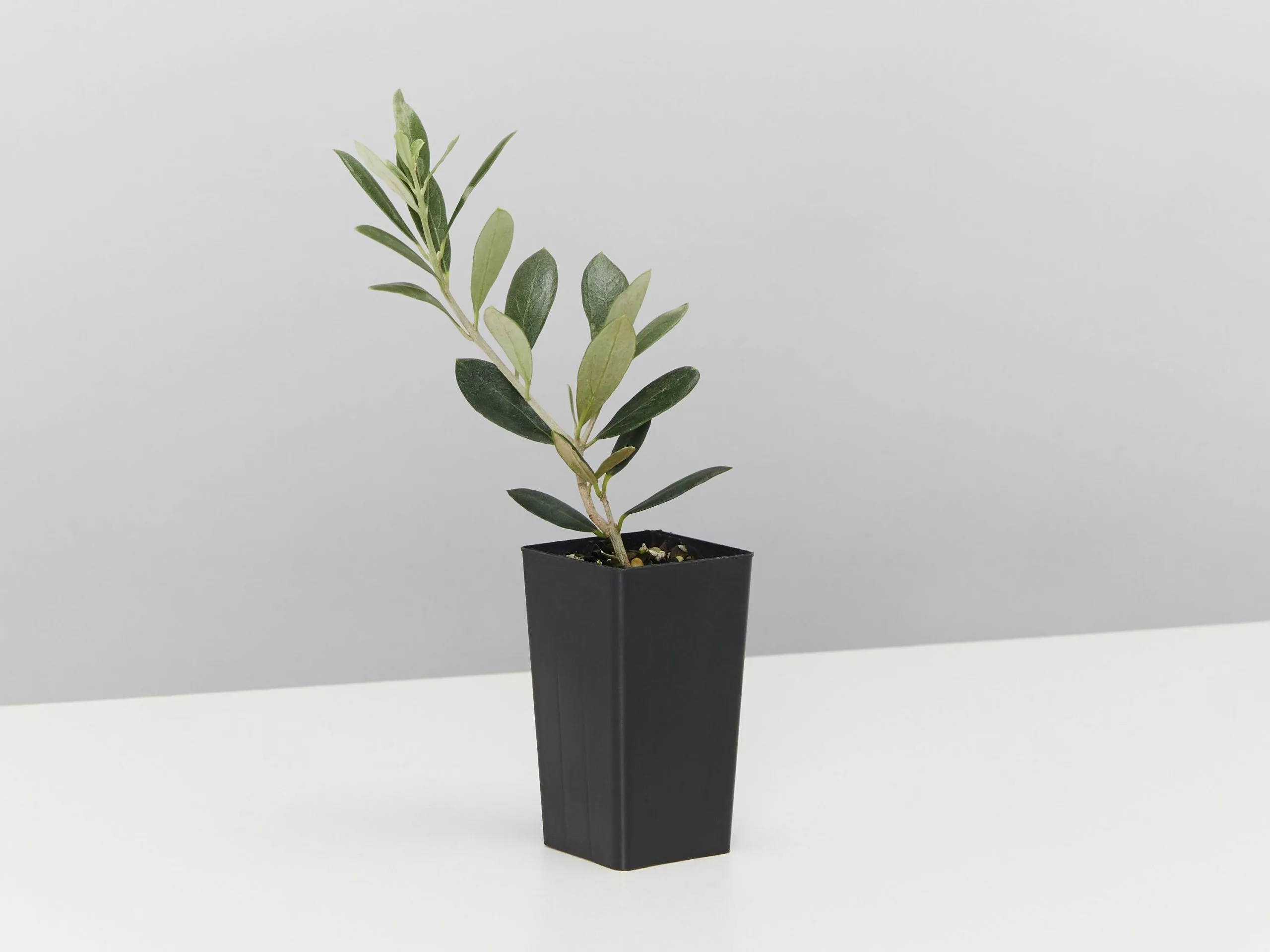 Olive Tree - Olea Europaea Arberquina 6 Olive Tree - Olea Europaea Arberquina - Image 4