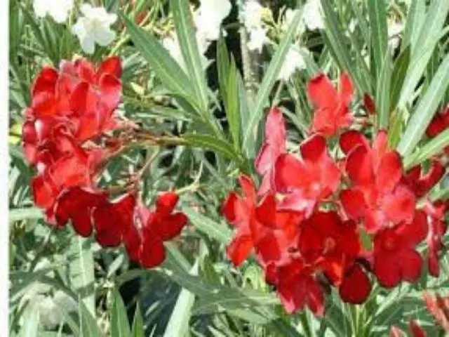 Nerium Oleander "delphine" 4 Nerium Oleander "delphine" - Image 2