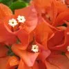 Bougainvillea Orange Glory -Plants in a Box Sales Shop Orange Glory 2 7596df91 92a3 4712 9893 38b55b668d82