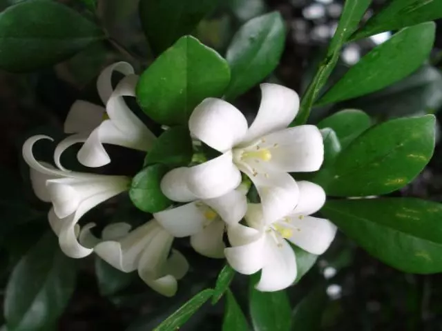 Murraya Hip-High 4 Murraya Hip-High - Image 2