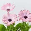 Osteospermum Ecklonis Serenity Pink Magic -Plants in a Box Sales Shop OsteopermumSerenityPinkMagic detail2 bafc1fad c2b8 4da8 9148 b1b8b3271507