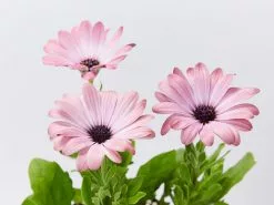 Osteospermum Ecklonis Serenity Pink Magic