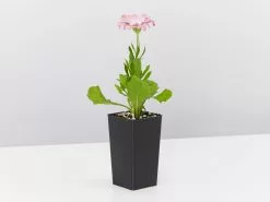 Osteospermum Ecklonis Serenity Pink Magic -Plants in a Box Sales Shop OsteopermumSerenityPinkMagic single e39d8173 8828 42ec bf65 42c7838aaff2