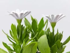 Osteospermum Ecklonis Serenity White 10 Osteospermum Ecklonis Serenity White -Plants in a Box Sales Shop OsteopermumSerenityWhite detail2 dbd8d85c 953e 4136 81c2 88d873f0f924