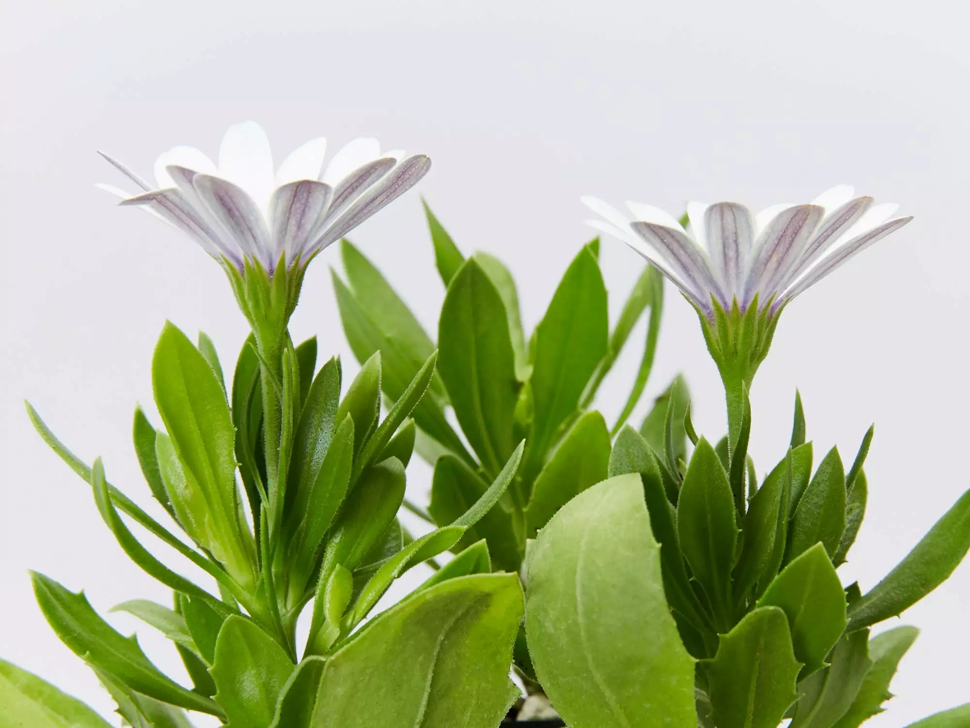 Osteospermum Ecklonis Serenity White 6 Osteospermum Ecklonis Serenity White - Image 4