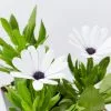 Osteospermum Ecklonis Serenity White -Plants in a Box Sales Shop OsteopermumSerenityWhite detail f61b0246 6f42 4706 bf2c e9ab4bda2703