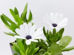 Osteospermum Ecklonis Serenity White
