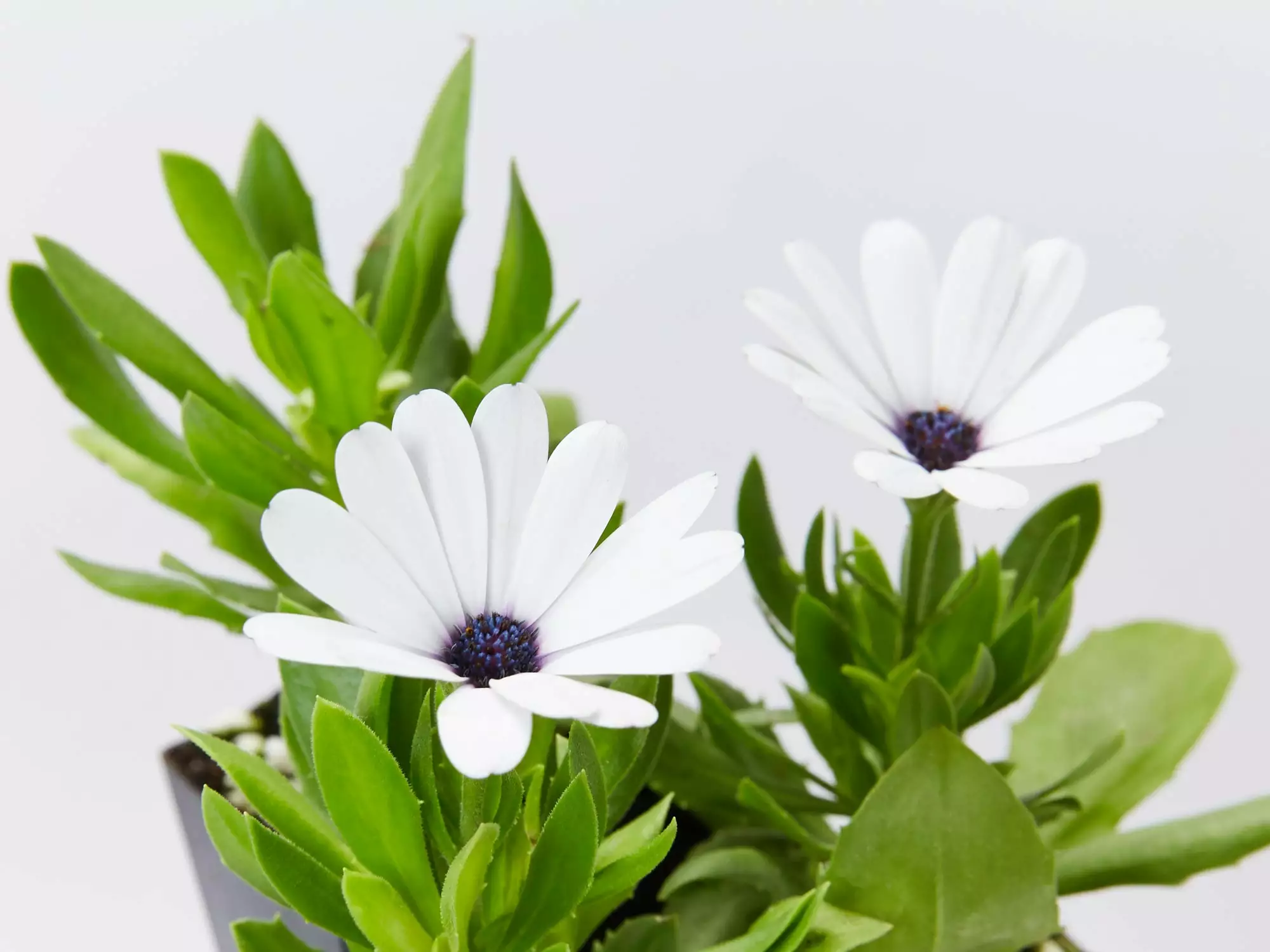 Osteospermum Ecklonis Serenity White 3 Osteospermum Ecklonis Serenity White