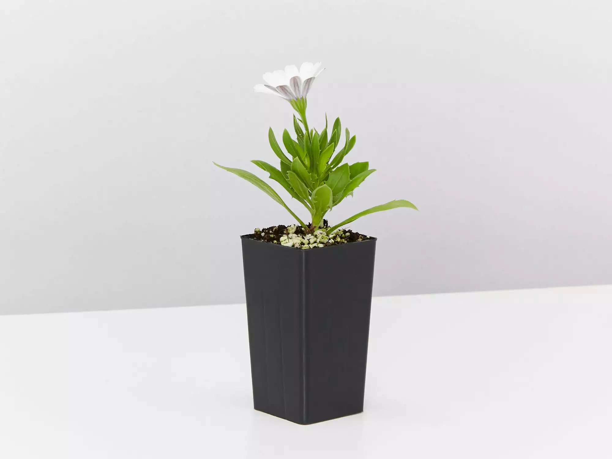 Osteospermum Ecklonis Serenity White 5 Osteospermum Ecklonis Serenity White - Image 3