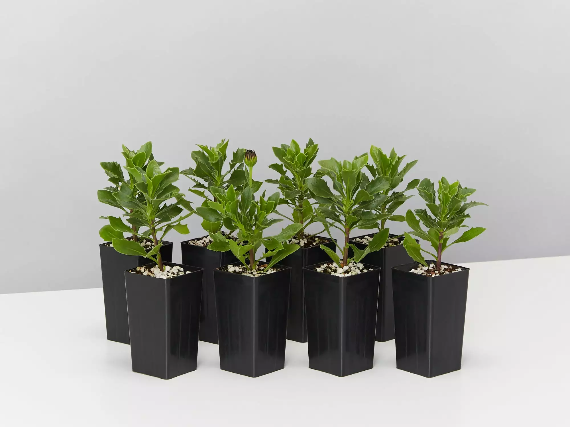 Osteospermum Zion Red 'African Daisy" 4 Osteospermum Zion Red 'African Daisy" - Image 2