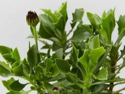 Osteospermum Zion Red 'African Daisy"