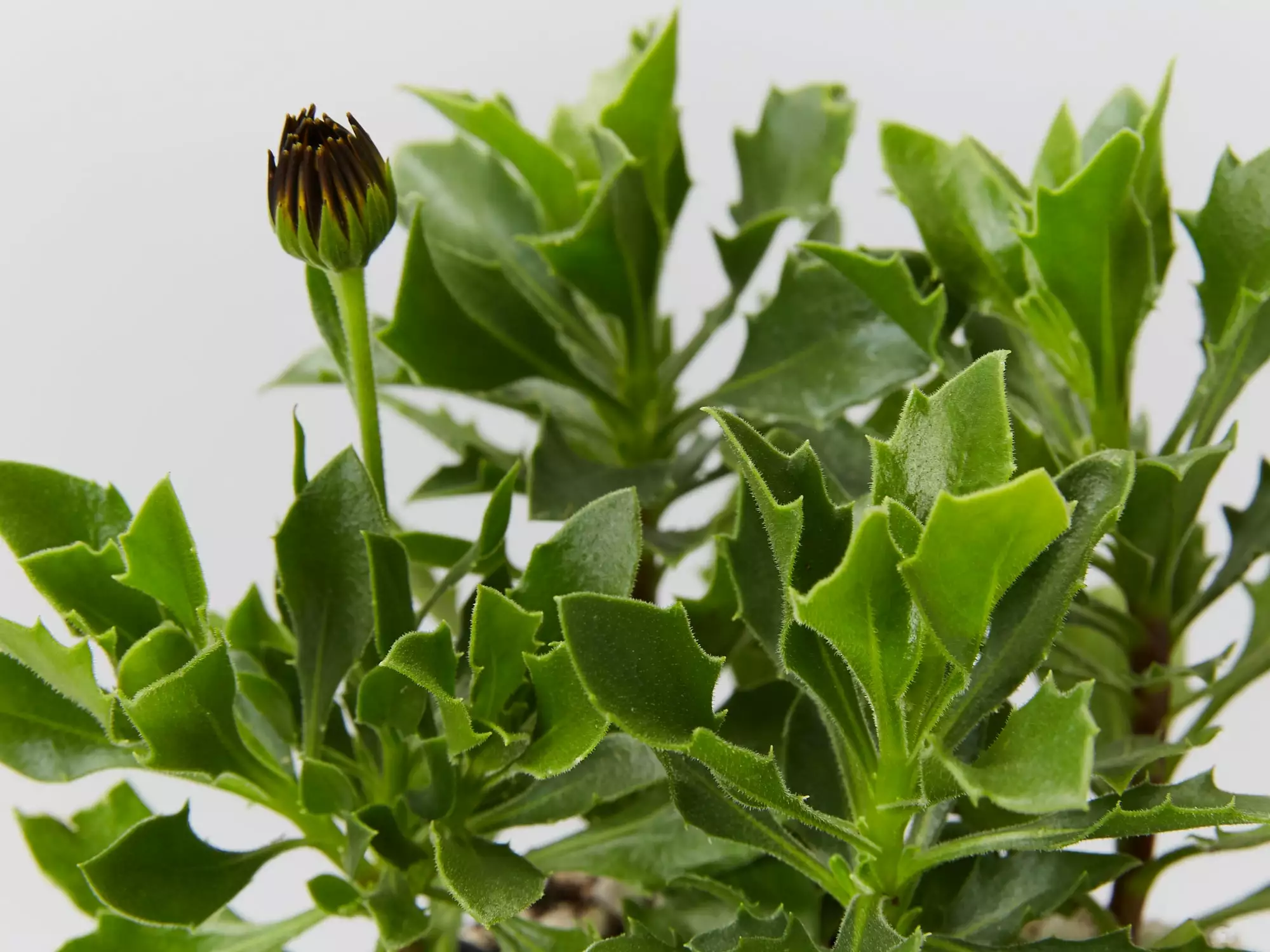 Osteospermum Zion Red 'African Daisy" 3 Osteospermum Zion Red 'African Daisy"