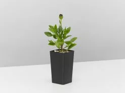 Osteospermum Zion Red 'African Daisy" 8 Osteospermum Zion Red 'African Daisy" -Plants in a Box Sales Shop OsteopermumZionRed single