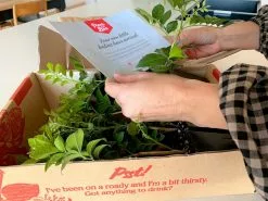 Murraya Paniculata Mock Orange Hedging Box -Plants in a Box Sales Shop OutdoorBox 02 dec298b4 821b 4e3a 9679 e7a4f6d7353a