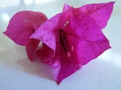 Bougainvillea Elizabeth 9 Bougainvillea Elizabeth -Plants in a Box Sales Shop P1010147 251e63de 8652 4c15 a6ec 7409c8407af8