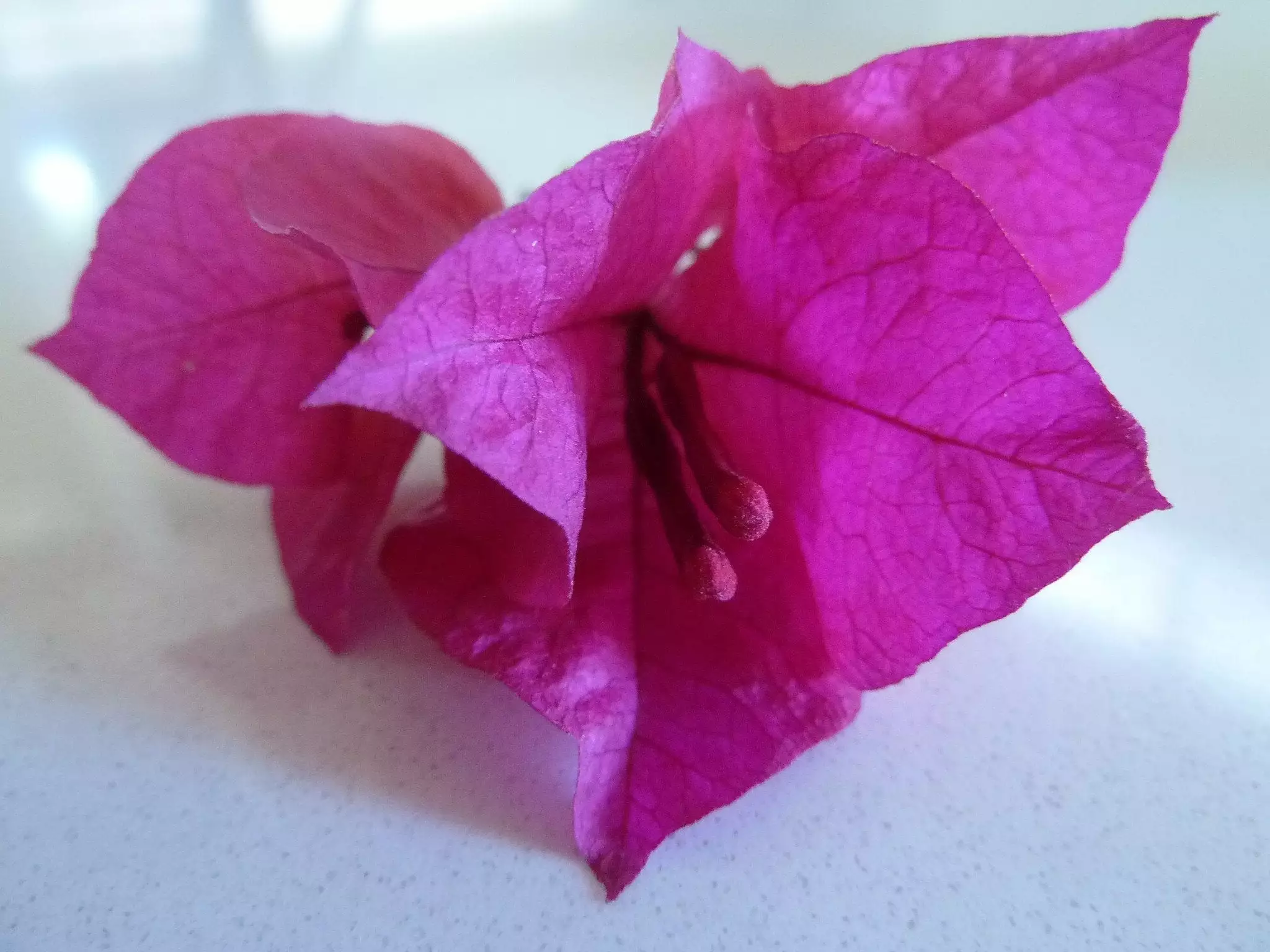 Bougainvillea Elizabeth 5 Bougainvillea Elizabeth - Image 3