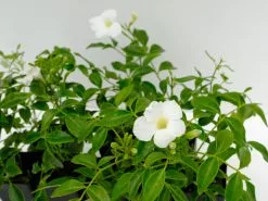 Pandorea Jasminoides Lady Di 11 Pandorea Jasminoides Lady Di -Plants in a Box Sales Shop PANJLD2 RS 8e2fba17 c2f5 41ed ac57 9916b3e136db
