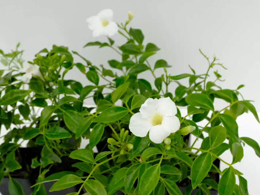 Pandorea Jasminoides Lady Di 6 Pandorea Jasminoides Lady Di - Image 4