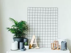 Chamaedorea Elegans Parlor Palms - 85mm -Plants in a Box Sales Shop PARPAL2 RS 9d782ac6 46bb 4f9e 92da 350ece12c4a1