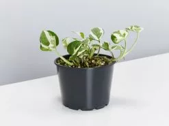 Pothos Snow Queen - Pot + Plant + Soil -Plants in a Box Sales Shop PATHOS SNOW QUEEN
