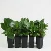 Peperomia Scandens -Plants in a Box Sales Shop PEPSCA RS c92abd9d d508 4629 b848 dd7003dd47e0