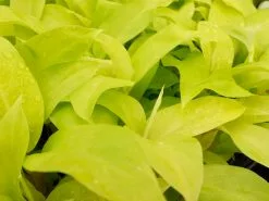 Philodendron Ceylon Beauty -Plants in a Box Sales Shop PHICEB1 OverheadRS 0415ea01 0a4b 4b3c ab1a 20dbbc4b687e