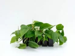 Heart Leaf Philodendron 12 Heart Leaf Philodendron -Plants in a Box Sales Shop PHICOR RS 72f8d46c ee31 427d b84f cfe93e4b48d6