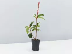 Photinia Red Fence X Fraseri Hedge Pack -Plants in a Box Sales Shop PHOTINIA REDFENCE X FRASERI PBR Single 084793ad 6ff7 42a8 9965 d23ce832bfd0