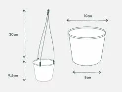 Variegated Chain Of Hearts ♡ 17 Variegated Chain Of Hearts ♡ -Plants in a Box Sales Shop PIAB Diagrams 100Hanging