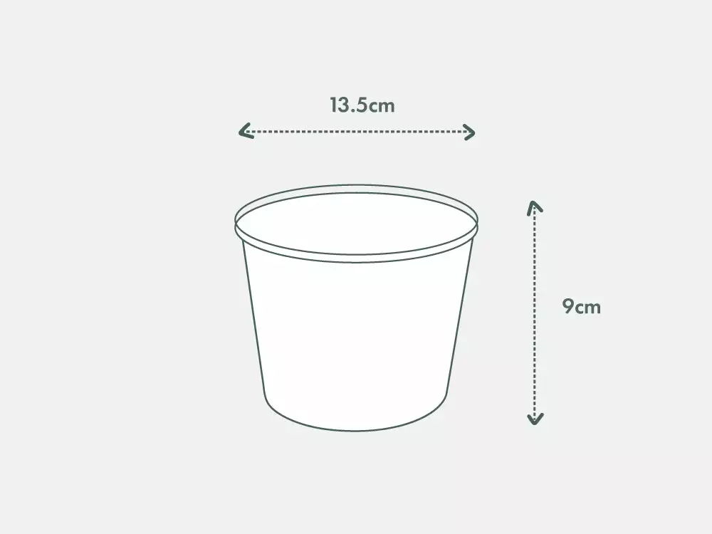 Calathea Julia - Pot + Plant + Soil 18 Calathea Julia - Pot + Plant + Soil - Image 16