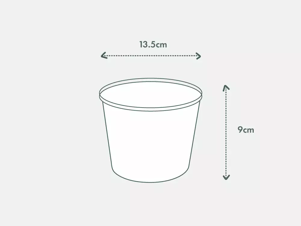 Pilea Libanensis Silver Sprinkles 8 Pilea Libanensis Silver Sprinkles - Image 6