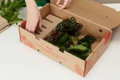 4 Plants & 4 Self-Watering Pot Set - With Soil Mix 22 4 Plants & 4 Self-Watering Pot Set - With Soil Mix -Plants in a Box Sales Shop PIAB ThePlantTraveller 25864 6c1ef74e b1ba 4087 a369 5fd2340a8125