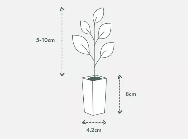 Plant-less Human Box - 8 Assorted Houseplants 4 Plant-less Human Box - 8 Assorted Houseplants - Image 2