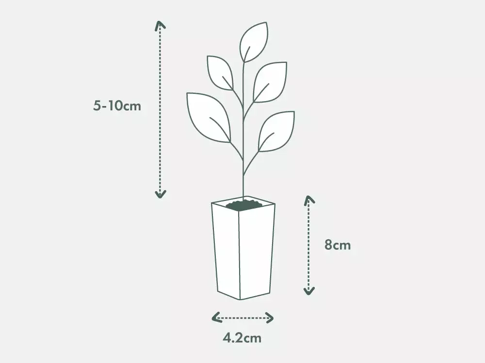 Rosemary Rosmarinus Officinalis 8 Rosemary Rosmarinus Officinalis - Image 6
