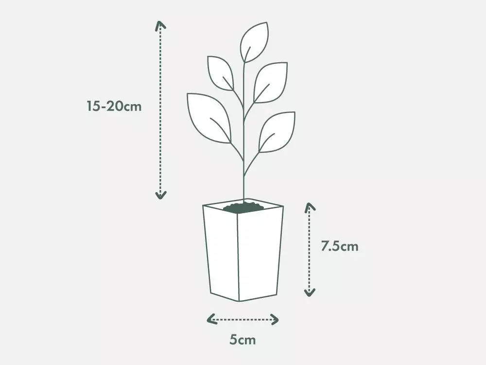 Olive Tree - Olea Europaea Arberquina 8 Olive Tree - Olea Europaea Arberquina - Image 6