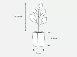 Dianella 'Silver Streak' Variegated -Plants in a Box Sales Shop PIAB TubeSize50 15 20cm 6491884e 2d0e 42dd 8810 a67de9a34f1e