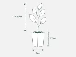 Olive Tree - Olea Europaea Koroneiki -Plants in a Box Sales Shop PIAB TubeSize50 15 20cm 66c5160e ef0f 49c4 9005 54a74cdb484d