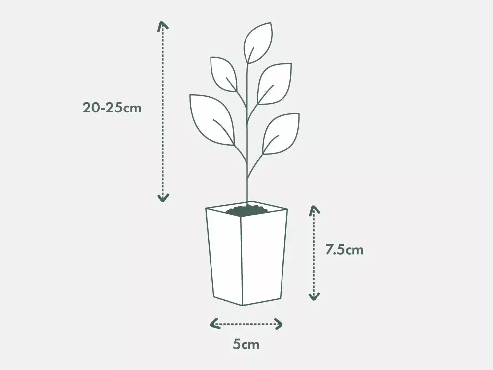 Juniperus Conferta 7 Juniperus Conferta - Image 5