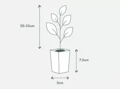 Fatsia Japonica -Plants in a Box Sales Shop PIAB TubeSize50 20 25cm bb12231e 207e 4b62 8c48 719a8db2cbe8