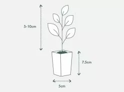 Camellia Sasanqua Cherilyn -Plants in a Box Sales Shop PIAB TubeSize50 5 10cm 618x458 crop center.progressive 5af36bc8 a596 470a b1a6 50945a5e844c