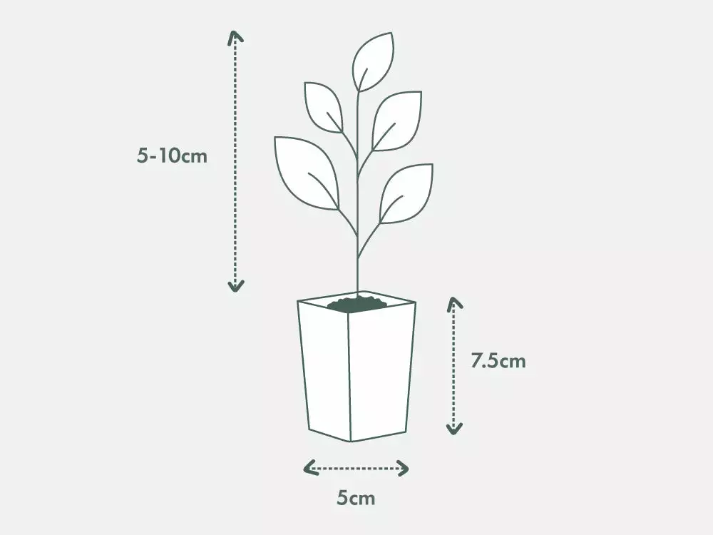 Dracaena Trifasciata 7 Dracaena Trifasciata - Image 5