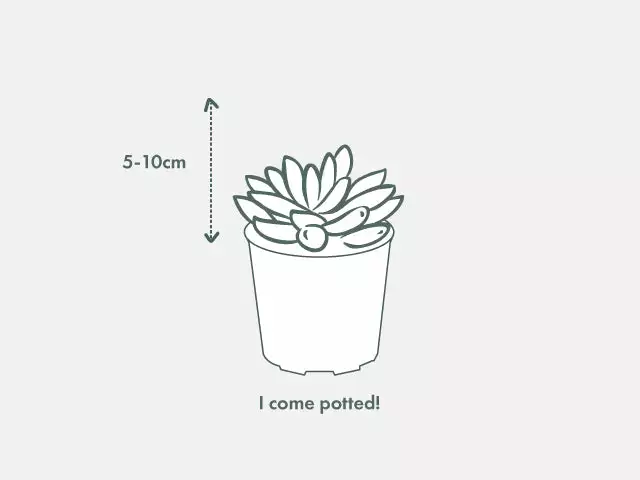 Agave Parryi Truncata 6 Agave Parryi Truncata - Image 4