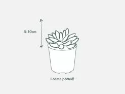 Gasteria Batesiana Little Warty 70mm -Plants in a Box Sales Shop PIAB TubeSizeSucculent 5 10 d0178e12 0365 4def 96ee 4994be94fbf6