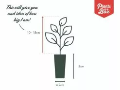 Bougainvillea Golden Tango -Plants in a Box Sales Shop PIAB TubeSize 42 10 15 8230920a f777 4b48 ba9b 4da3b7a4b415