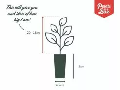 Carex Appressa -Plants in a Box Sales Shop PIAB TubeSize 42 20 15 1 3fd856c2 866a 43a8 a8a5 e6cc3b2b514b